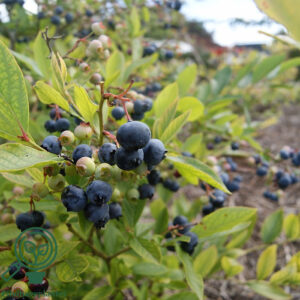 Vaccinium cor. ´Hardyblue´ Amerikanske Blåbær C5,0 Busk