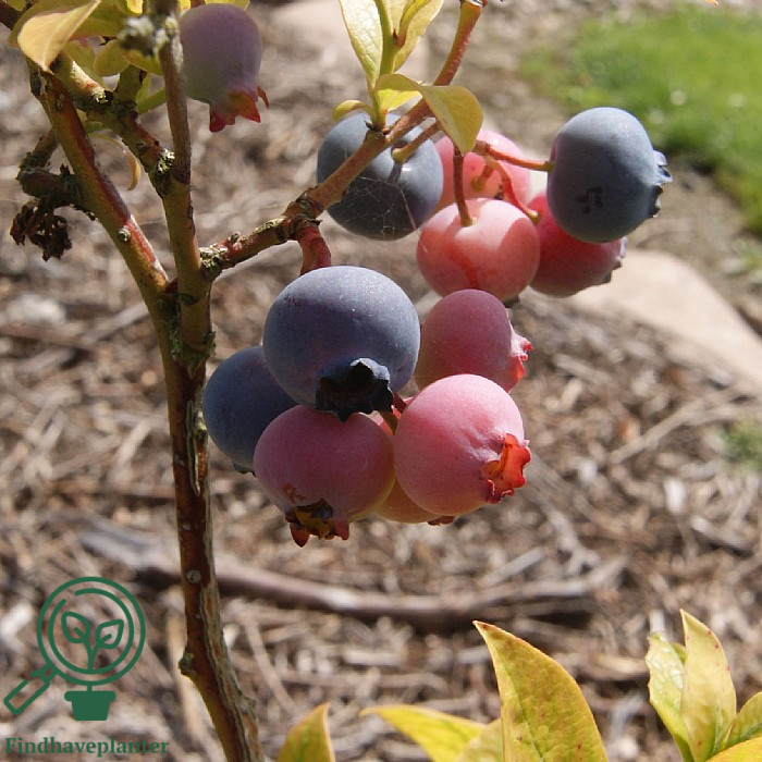Vaccinium cor. ´Nelson´. Amerikansk Blåbær