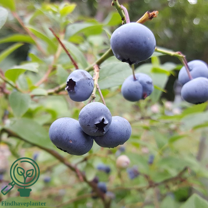 Vaccinium cor. ´Ozarkblue´. Amerikansk Blåbær