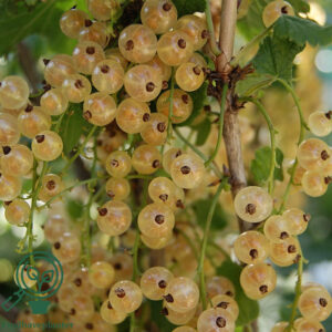 Ribes rub. ´Weisse Versailler´ C7,5 Busk