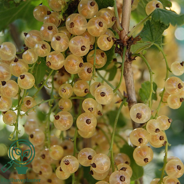 Ribes rub. ´Weisse Versailler´ C7,5 Busk