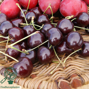 Prunus avi. ´Kordia´ Podet på Alkavo