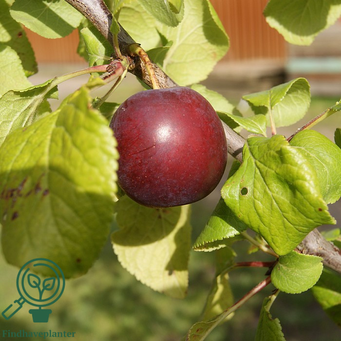 Prunus dom. ´Ive`