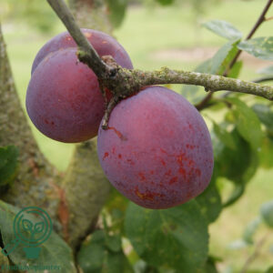 Prunus dom. ´Jubilæum´ Podet på St. Julien A