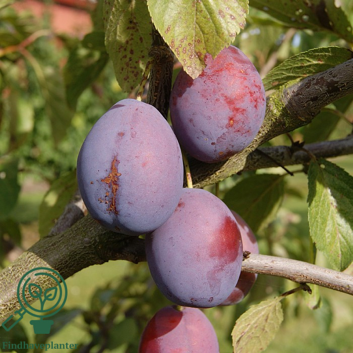 Prunus dom. ´Presenta´
