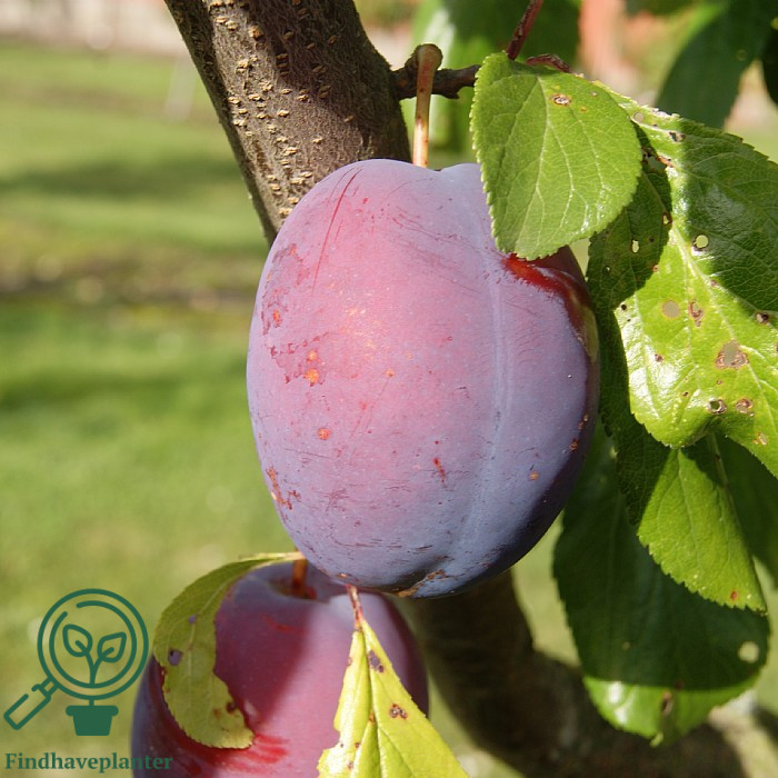Prunus dom. ´President´