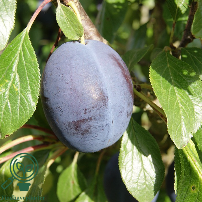 Prunus dom. ´Valor´