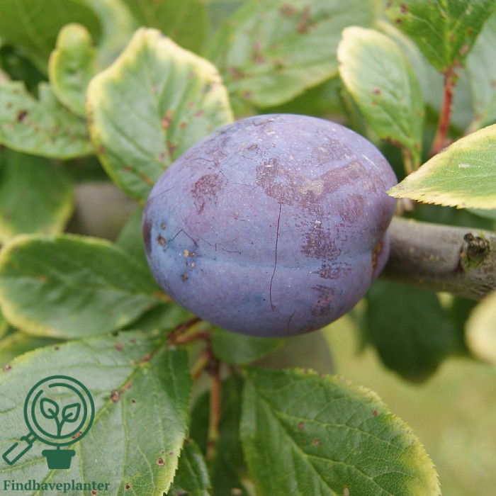 Prunus dom. ´Tophit´