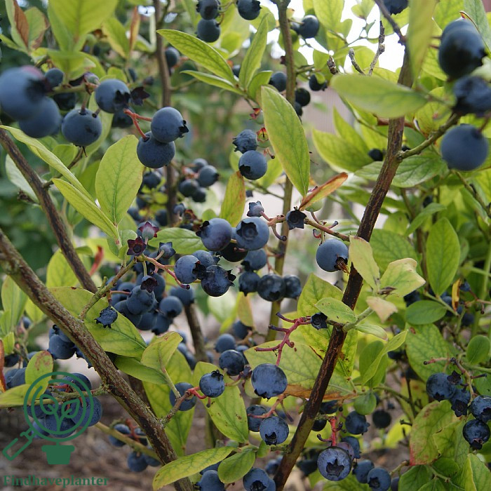Vaccinium cor. ´Ama´. Amerikansk Blåbær