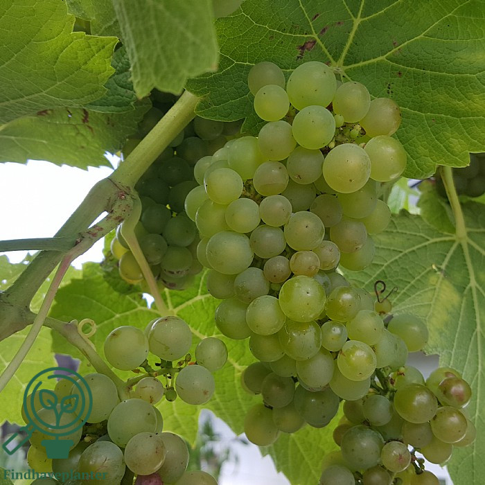 Vitis ´Solaris´