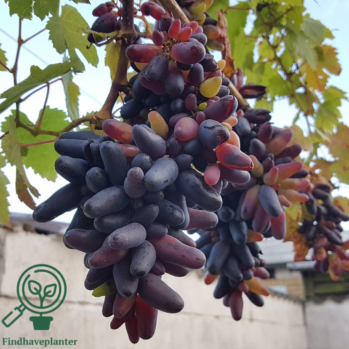 Vitis ´Souvenir´