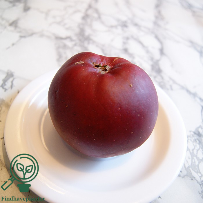 Malus dom. `Linda`