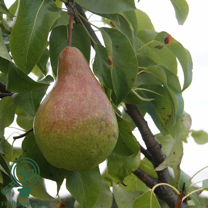 Pyrus com. ´Fritjof´