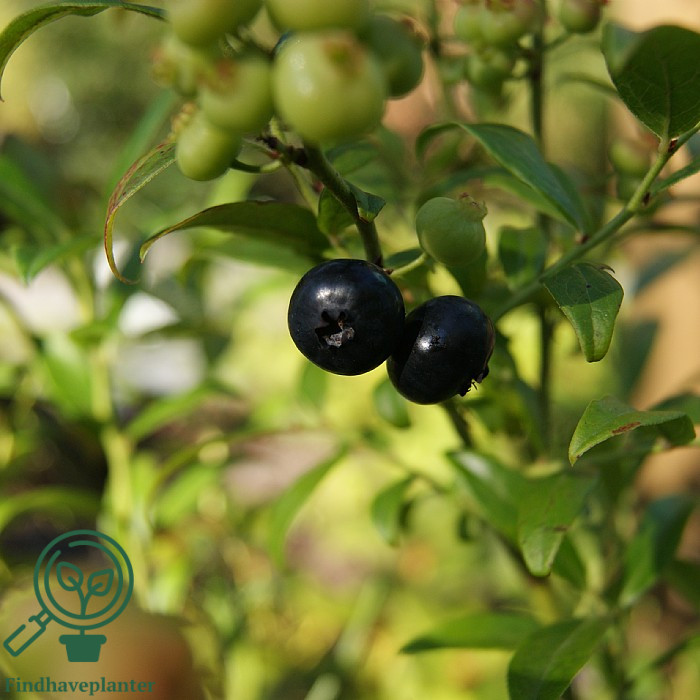 Vaccinium angustifolium ´Putte´. Blåbær-hybrid