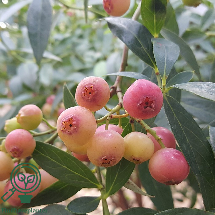 Vaccinium cor. ´Pink Lemonade´. Amerikansk Blåbær