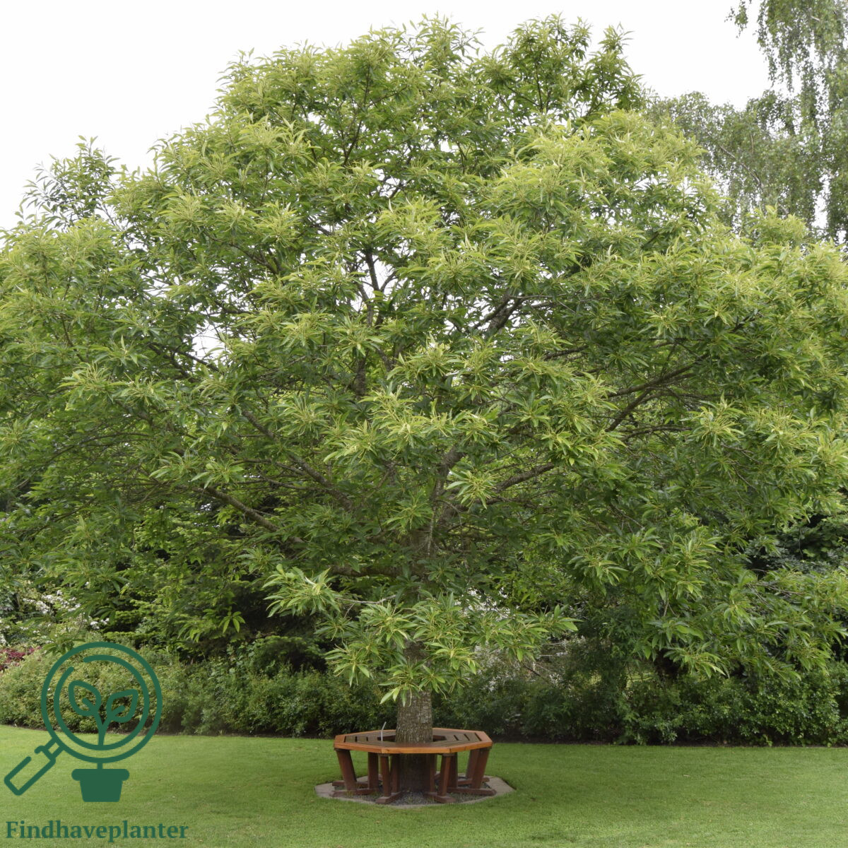 Castanea sativa - Billede 2