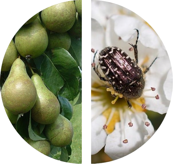 Pærer og insekt på blomst 