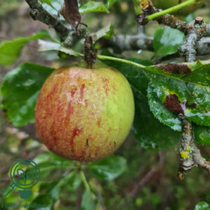 Malus dom. ´Jonagold´ Podet på M26