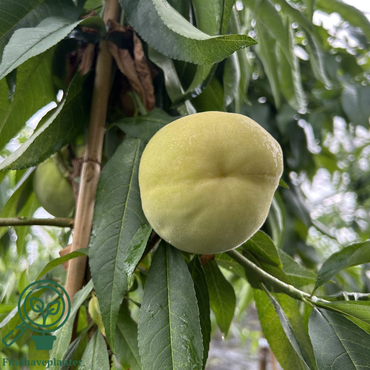 Prunus persica ´Ice Peach´
