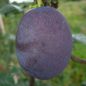 Prunus dom. ´Althans Reine Claude´ Podet på Prunus St. Julien