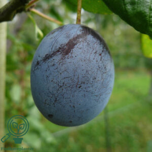 Prunus dom. ´Italiensk Sveske´ Podet på Prunus St. Julien