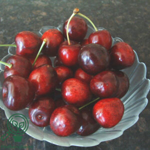 Prunus avi. ´Sunburst´