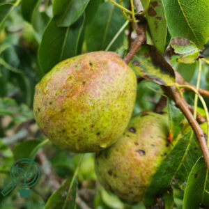 Pyrus com. ´Carola`