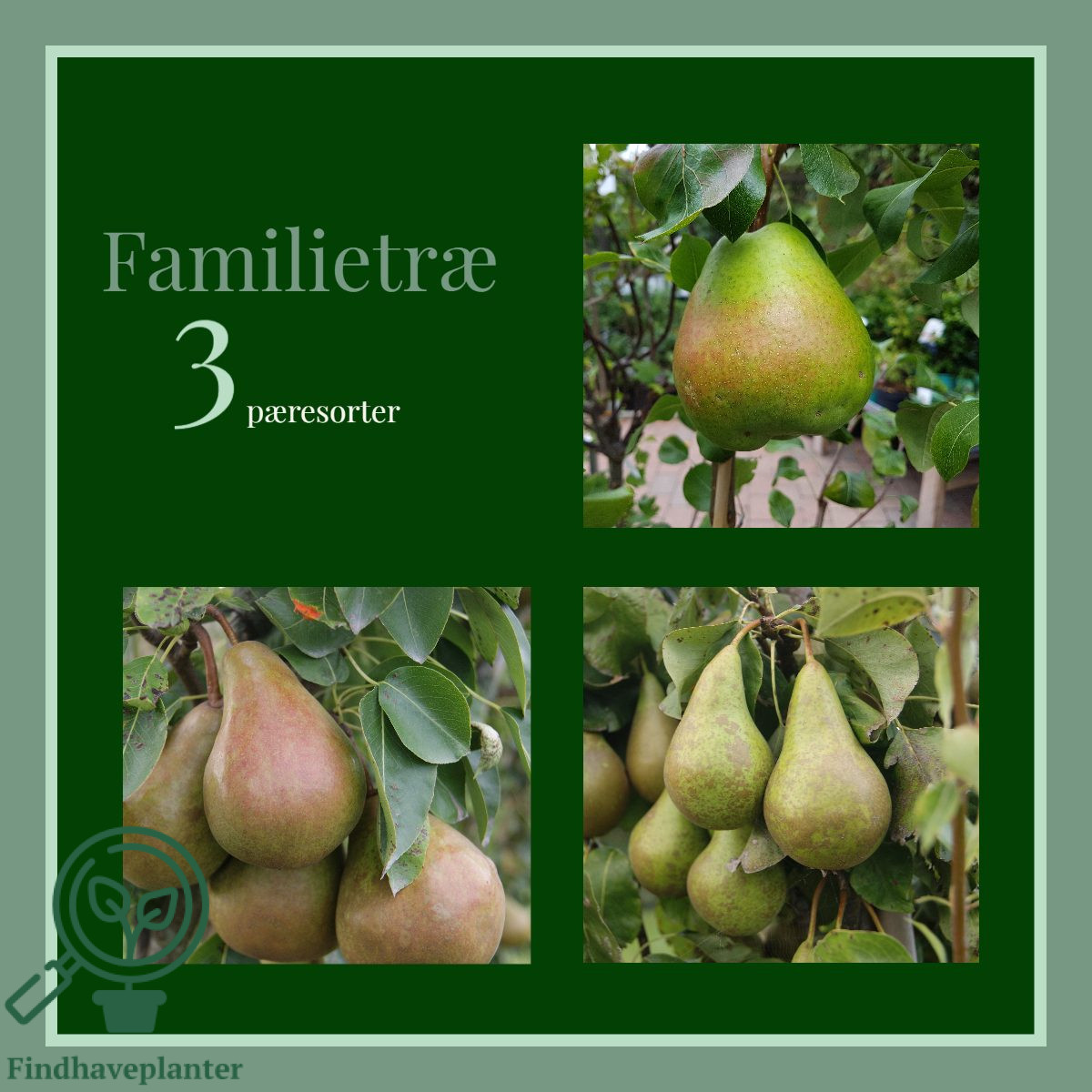 Pyrus com. ´Familietræ 3-podet´