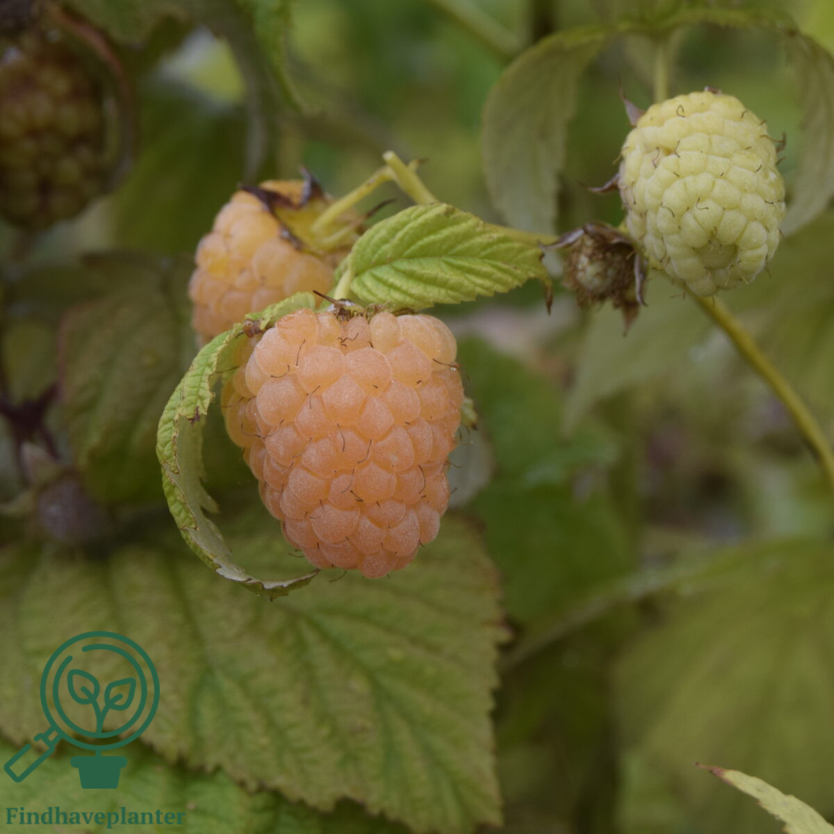 Rubus ida. ´Golden Everest´. Gul Efterårshindbær