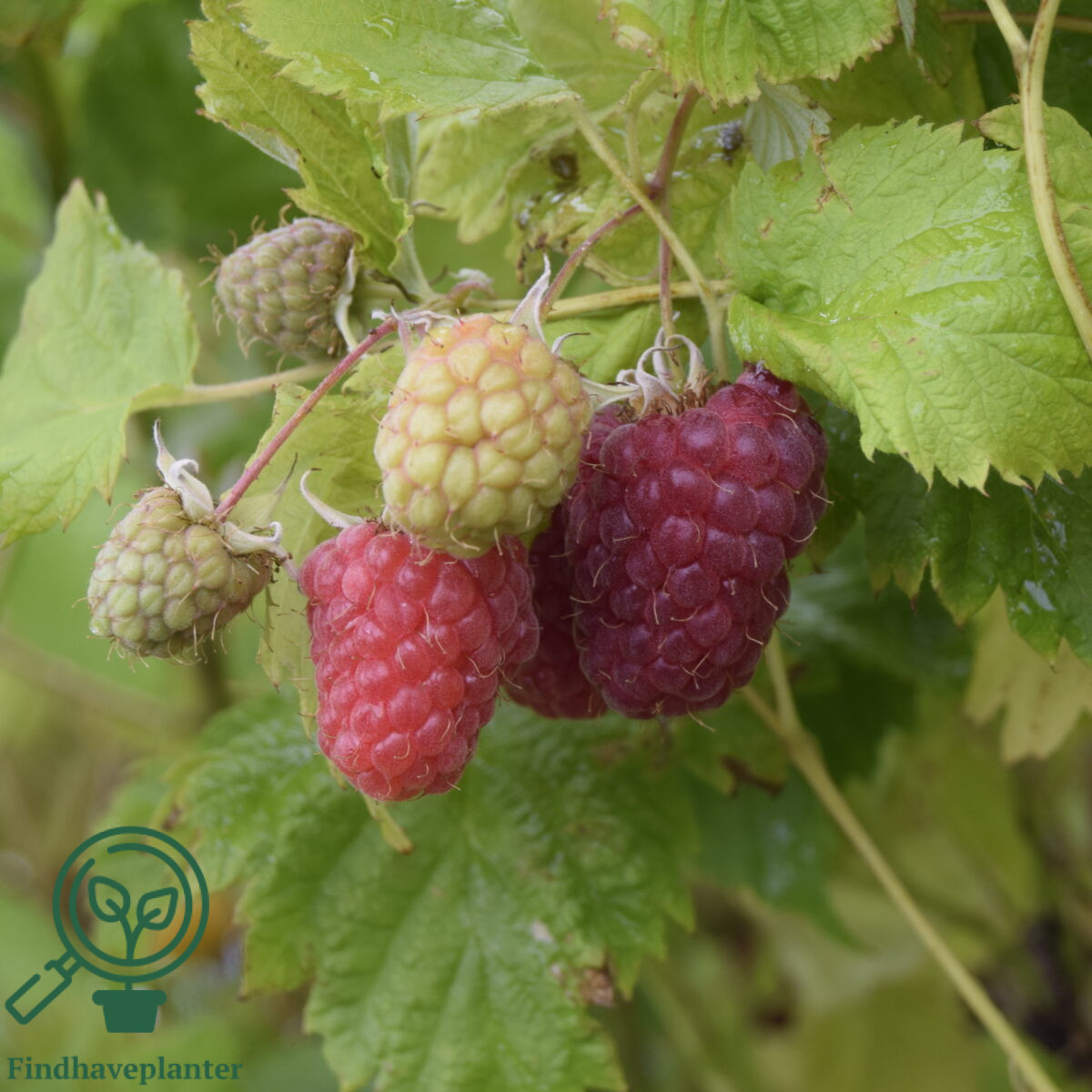Rubus ida. ´Malling Promise´. Sommerhindbær
