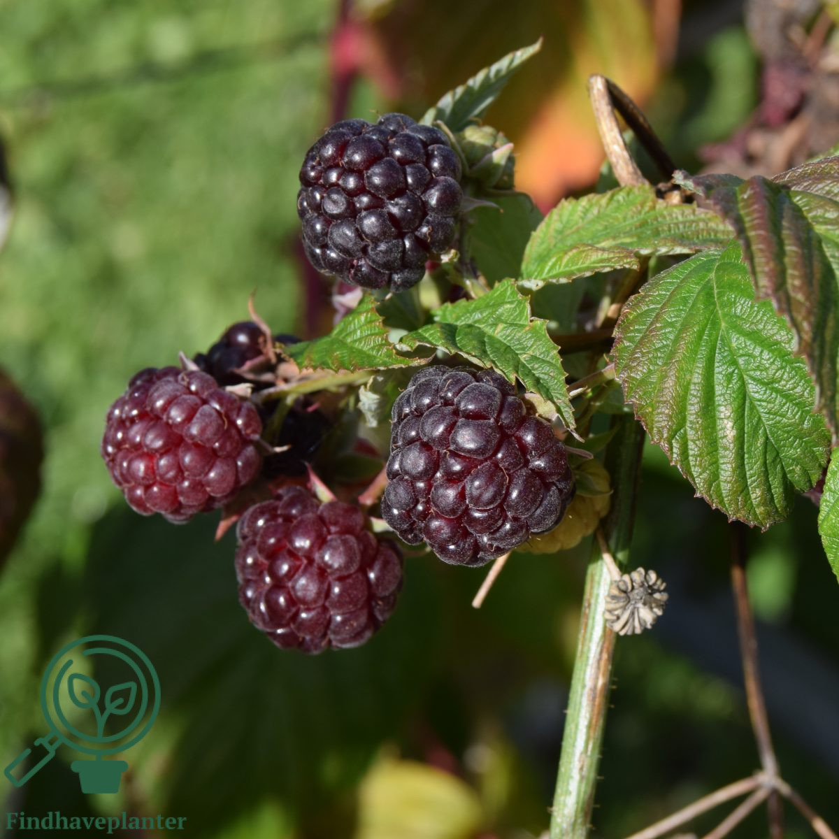 Rubus ida. ´Autumn Passion´. Efterårshindbær-Purpurhindbær