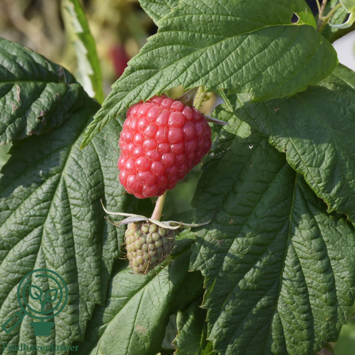 Rubus ida. ´Mormorshallon´. Sommerhindbær