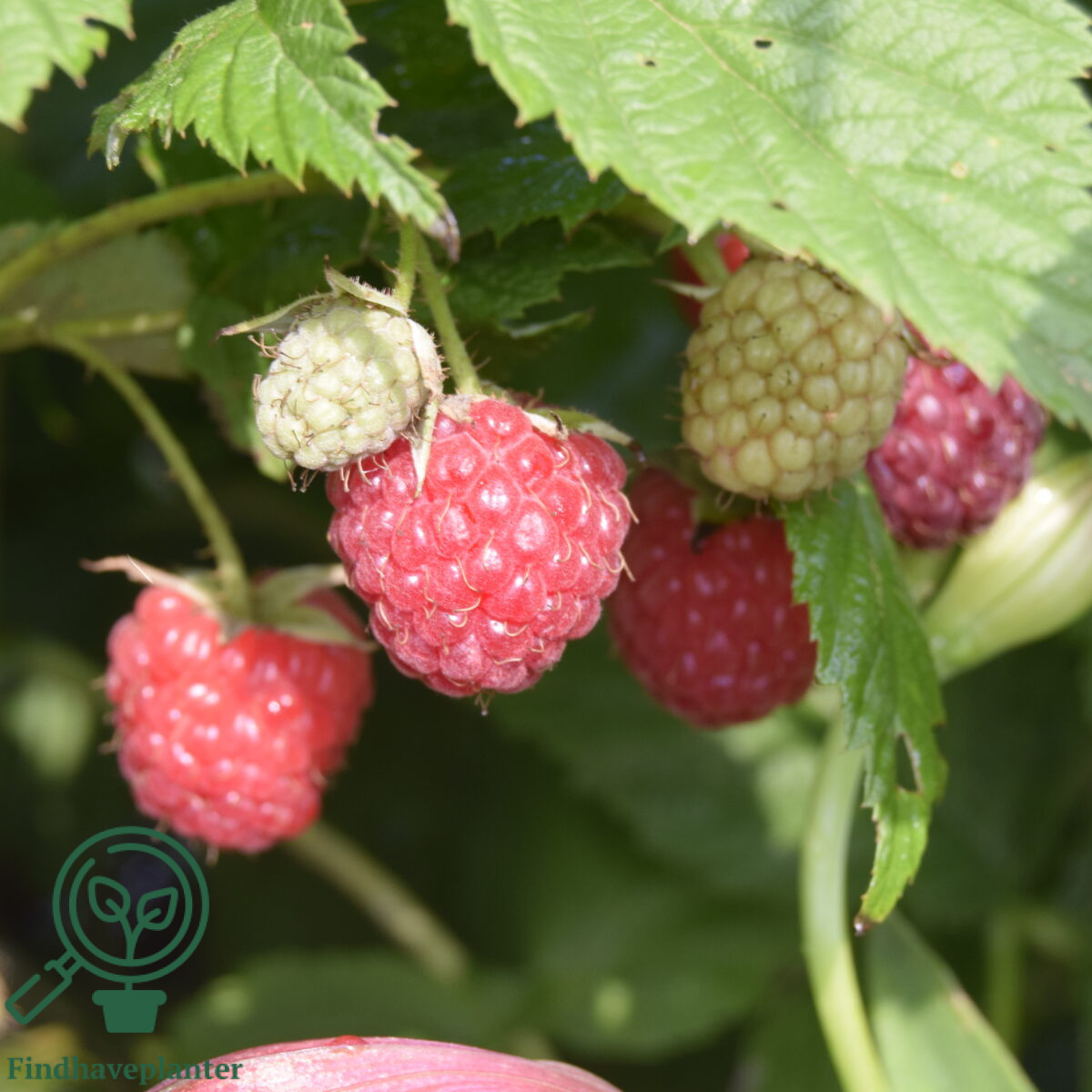 Rubus ida. ´Tulameen´. Sommerhindbær