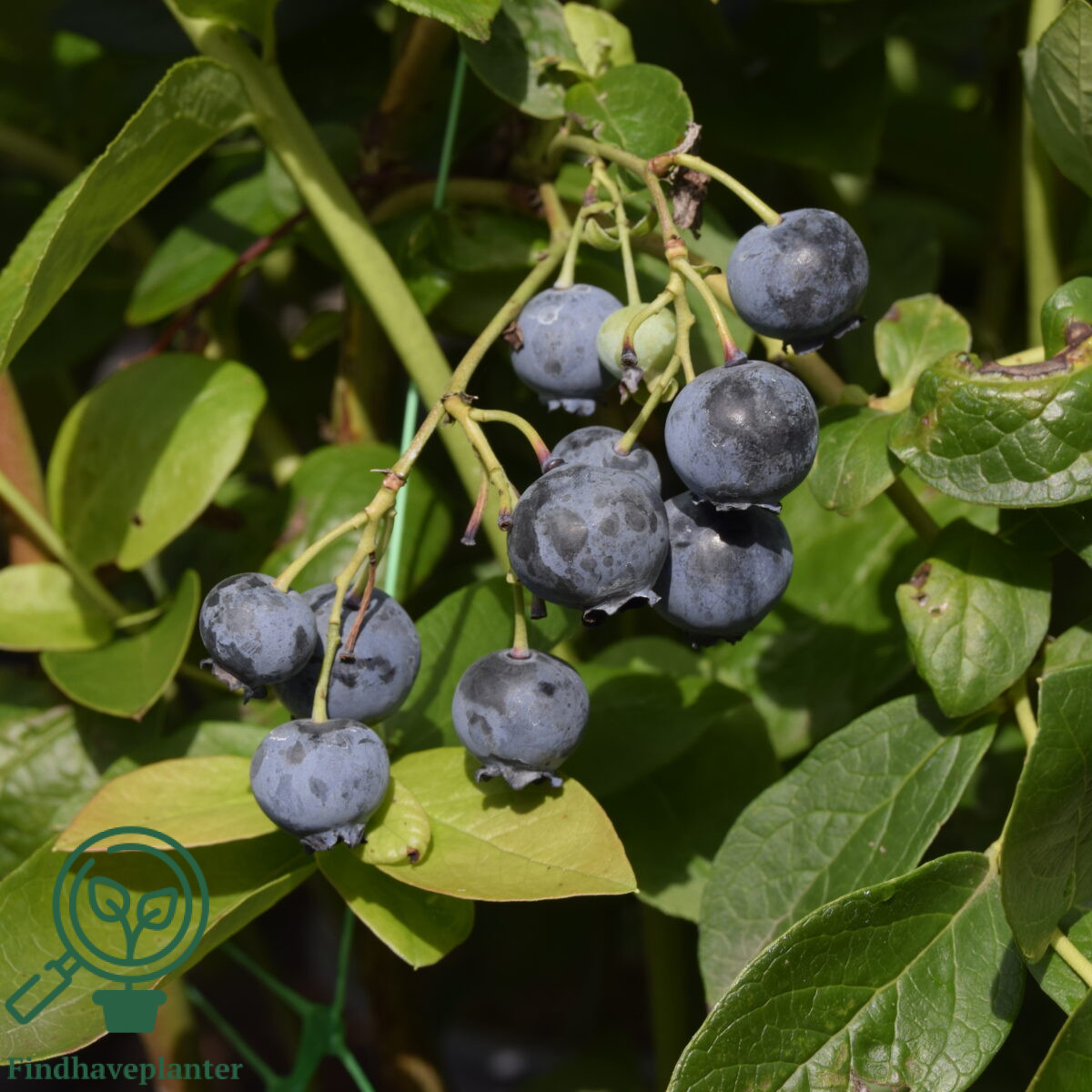 Vaccinium cor. ´Earliblue´. Amerikansk Blåbær
