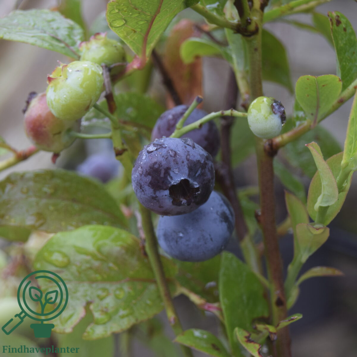 Vaccinium cor. ´Bluegold´. Amerikansk Blåbær