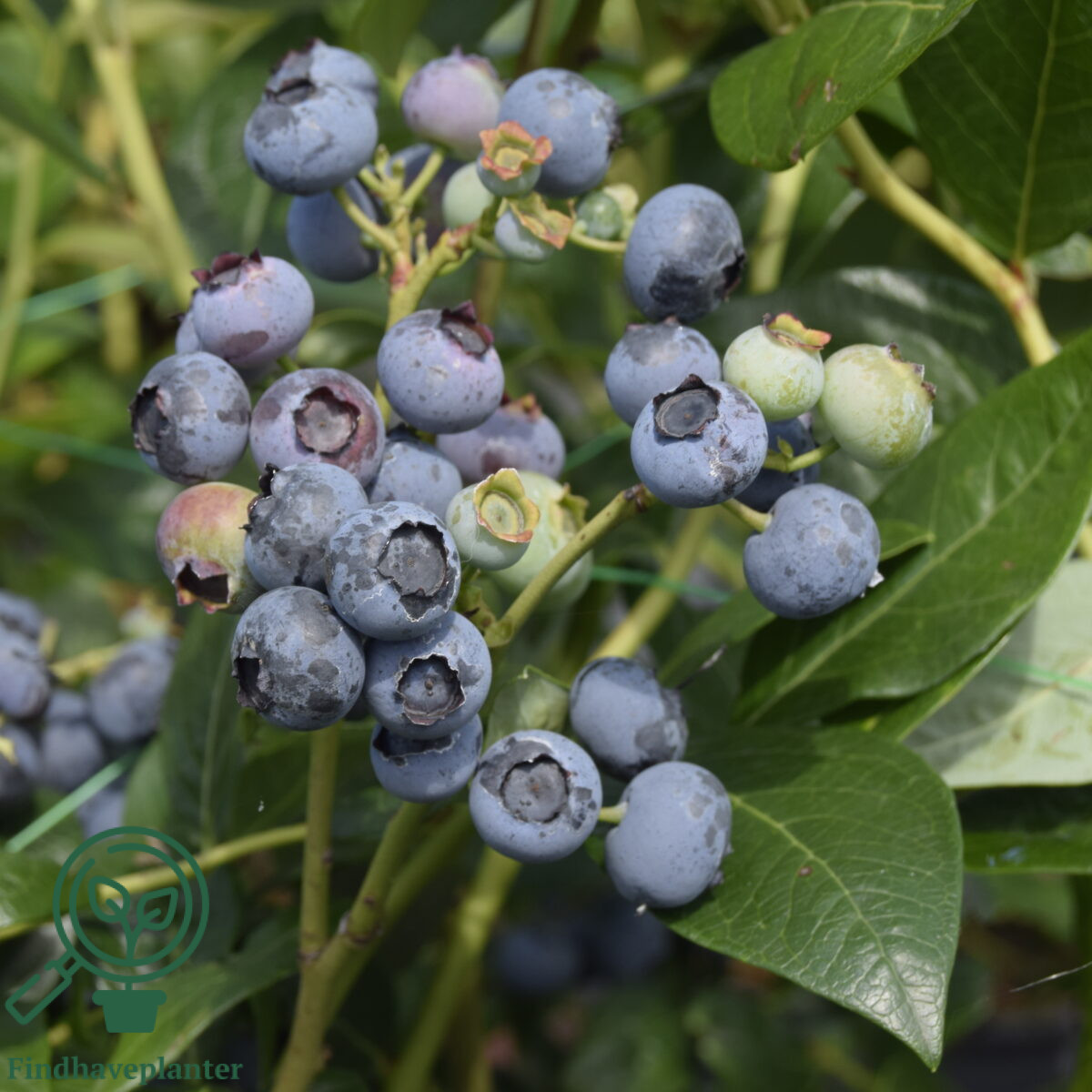 Vaccinium cor. ´Emblue´. Amerikans Blåbær