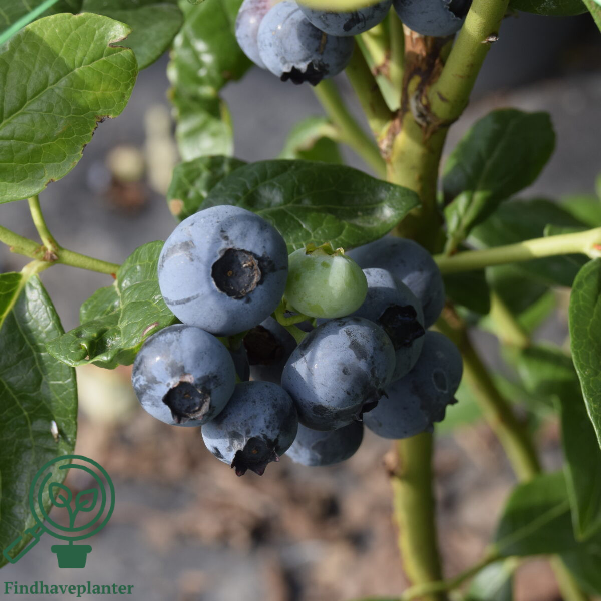 Vaccinium cor. ´Herbert´. Amerikansk Blåbær