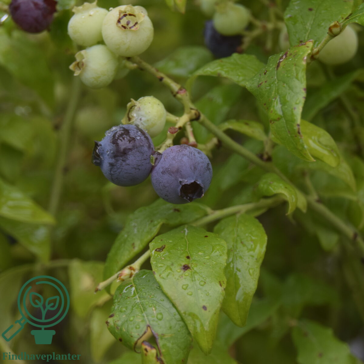 Vaccinium cor. ´Hortblue Petite´ Amerikansk Blåbær