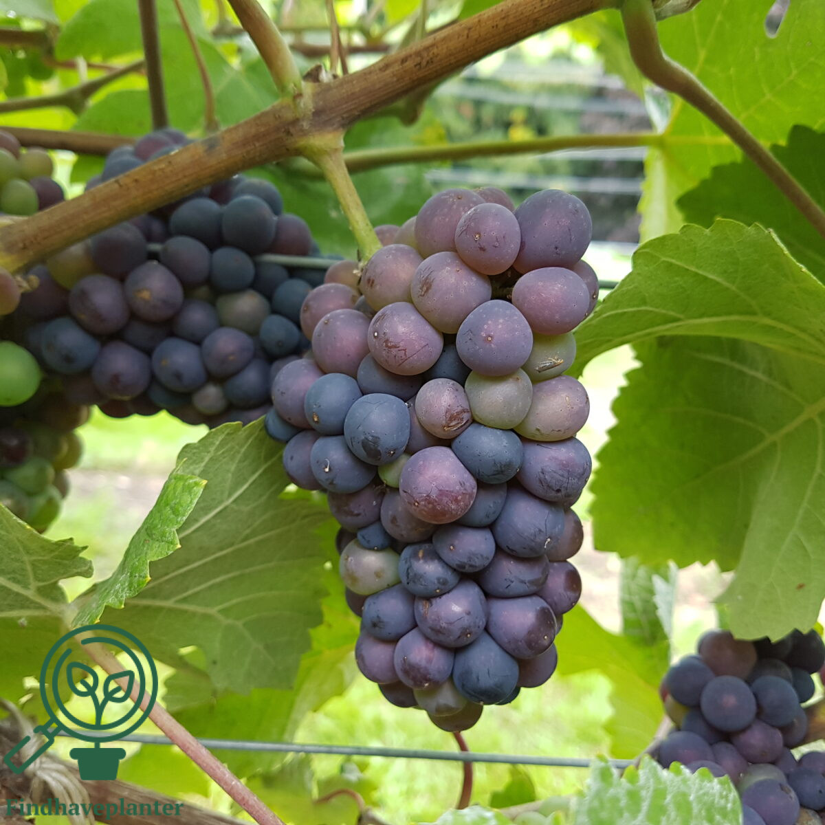 Vitis ´Dornfelder´