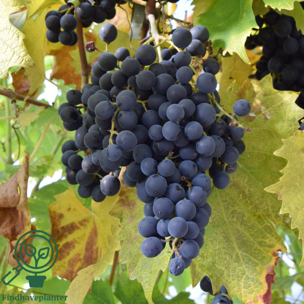 Vitis ´Osella´