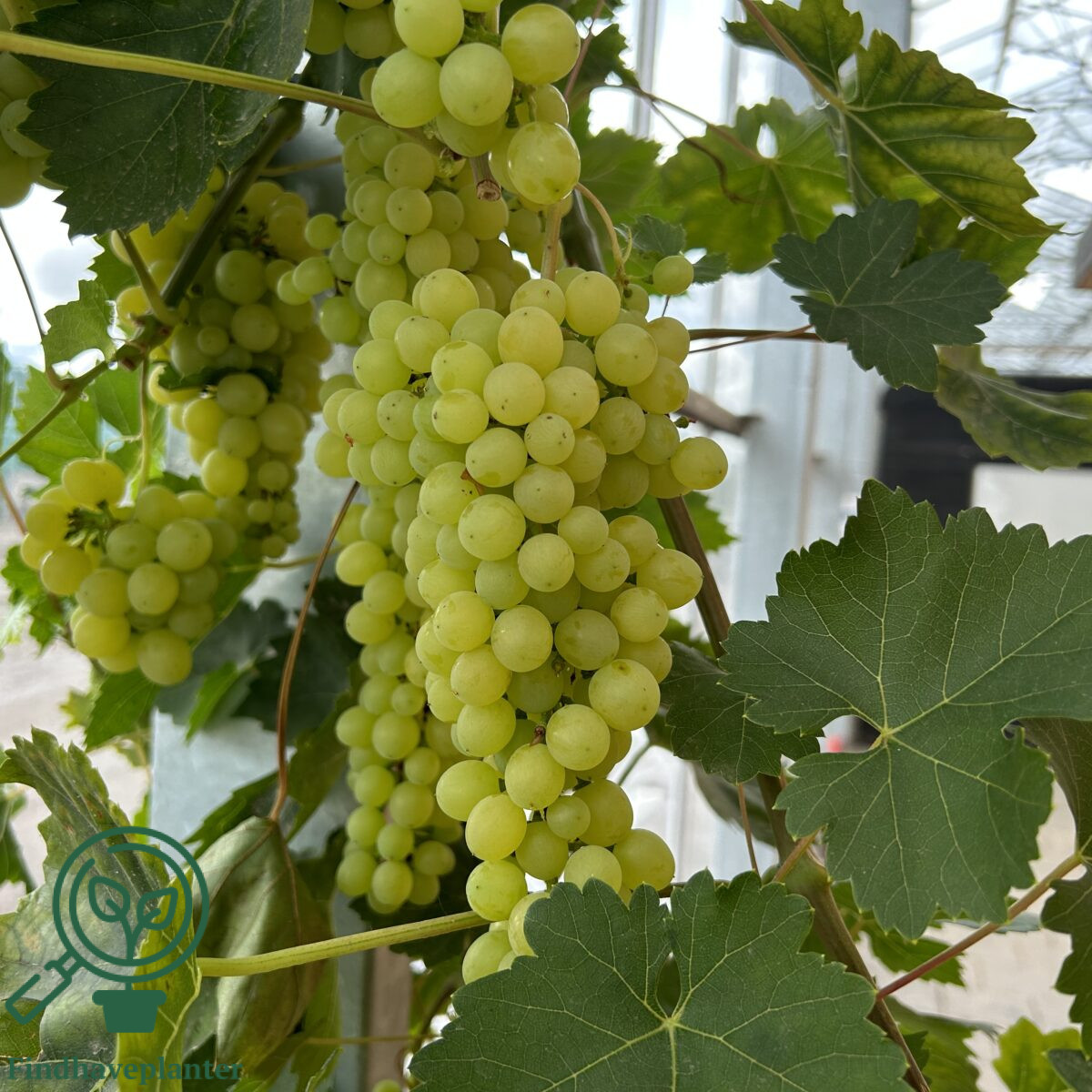 Vitis ´Primus´
