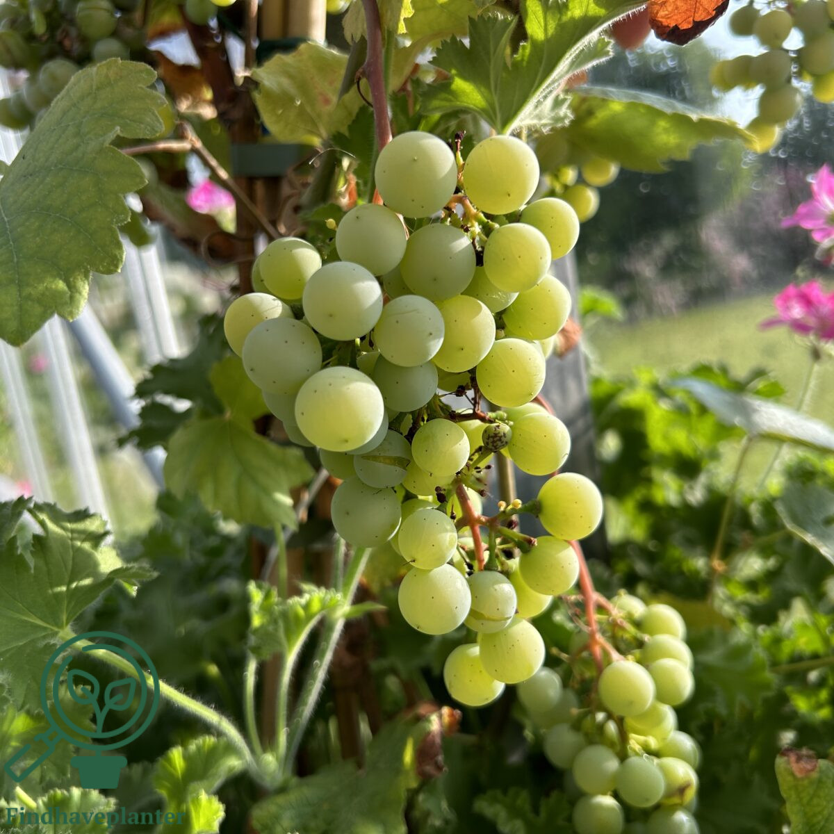 Vitis ´Veldze´