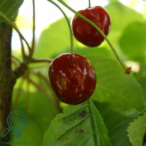 Prunus avi. ´Johanna´ Podet på Alkavo