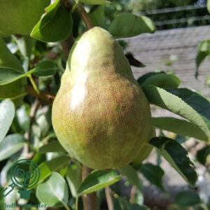 Pyrus com. 'Williams Bon Chrétien' 3års 180 cm stamme høj Podet på Kvæde A