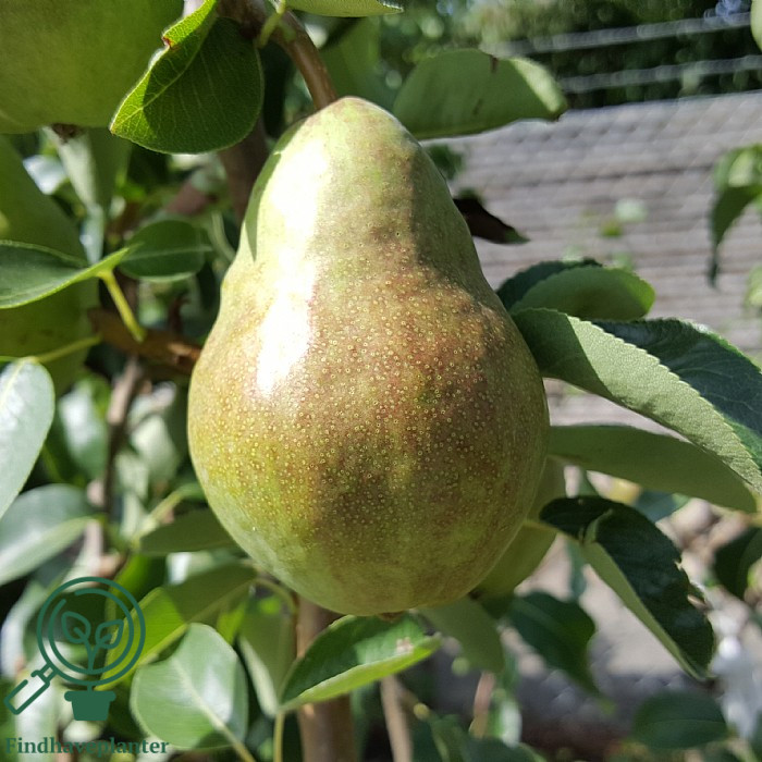 Pyrus com. 'Williams Bon Chrétien' 3års 120 cm stamme høj Podet på Kvæde A