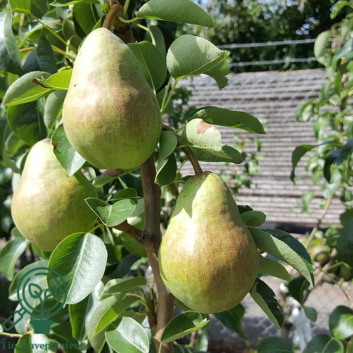 Pyrus com. 'Williams Bon Chrétien' 3års 120 cm stamme høj Podet på Kvæde A - Billede 2