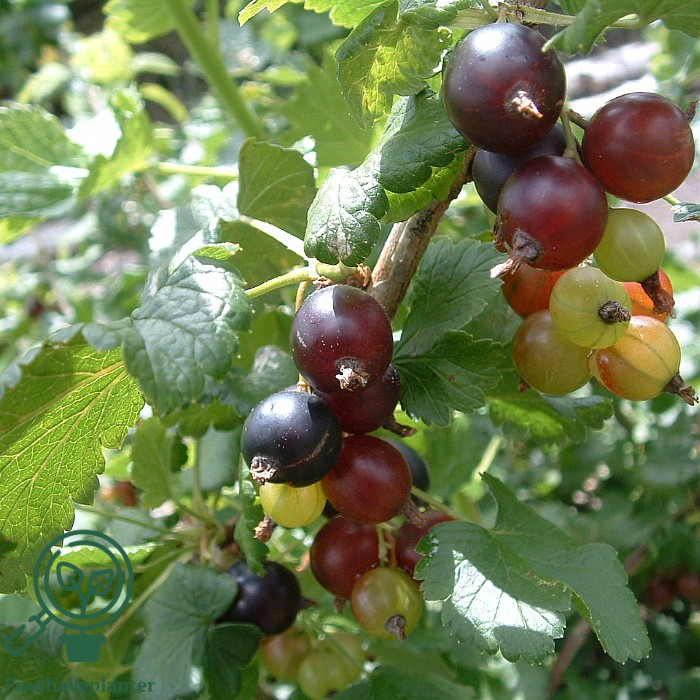Ribes x nid. ´Jostaberry´ C7,5 Busk (søjle jostabær)