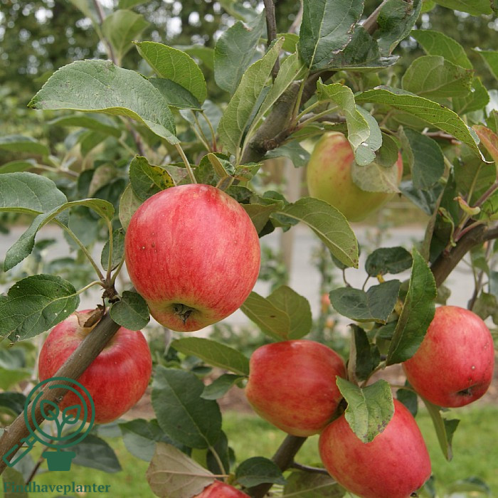 Malus dom. ´Guldborg´ Podet på M106 - Billede 3