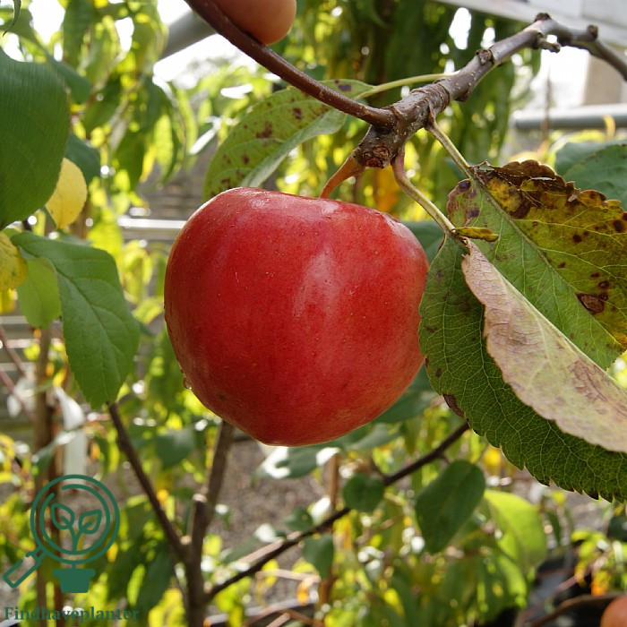 Malus dom. ´ Prima´ Podet på M106 - Billede 2