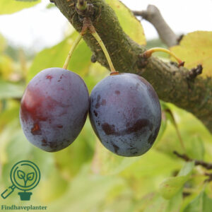 Prunus dom. ´Opal´ Podet på St. Julien